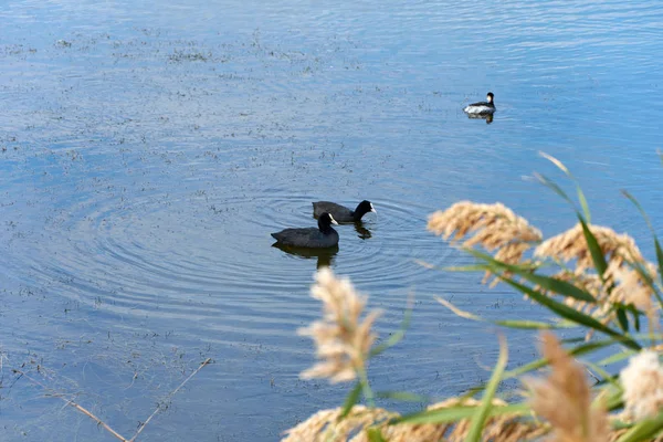 Eenden Het Meer — Stockfoto