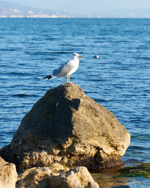 Gaviota Piedra — Foto de Stock