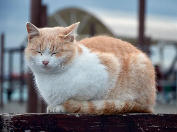 Beautiful Sleeping Yard Cat — Stock Photo, Image
