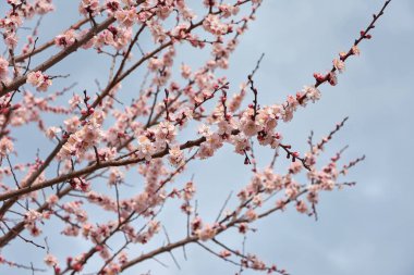 Bahar çiçekli ağaçlar