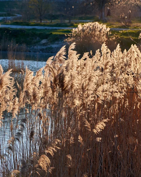 Reeds Lake — Stock Photo, Image