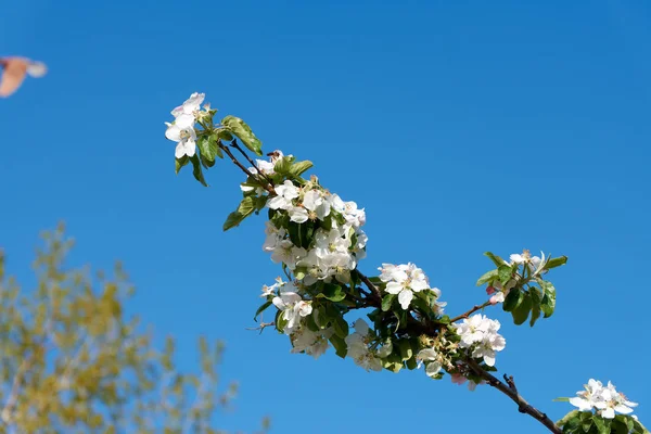 Rama Del Árbol Verano Imagen De Stock