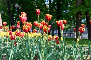 kırmızı lale mayday alanı