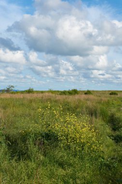Karadeniz kıyılarının doğası