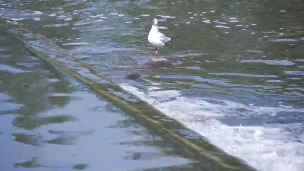 Een Zeemeeuw Wandelingen Dam Een Zonnige Dag — Stockvideo