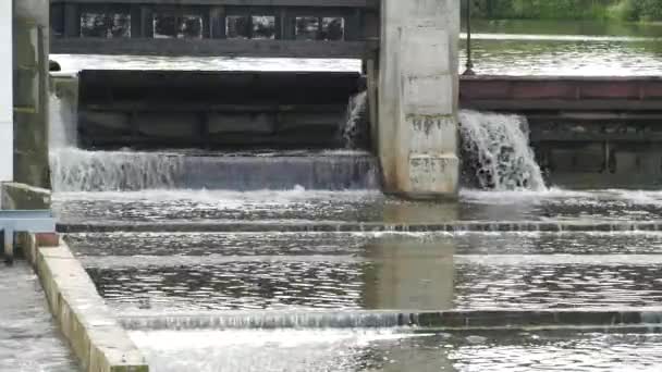 Flowing Water Small Dam — Stock Video