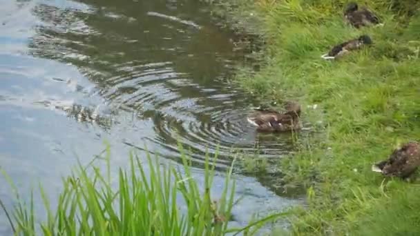 Vilda Ankor Float Sjön Vilda Ankor Vila Stranden — Stockvideo