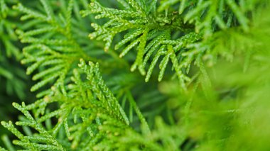 Mazı (bitki) ağaç dalı. parkta yeşil ağaçlar.