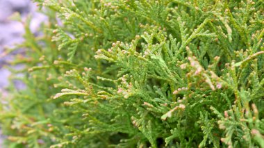 Mazı (bitki) ağaç dalı. parkta yeşil ağaçlar.