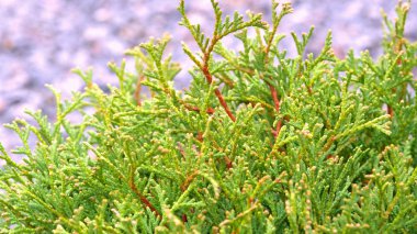 Parkta küçük Mazı Ağaçlar, yeşil ağaçlar. 