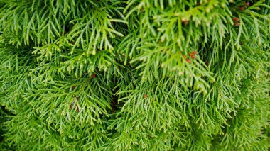 Mazı (bitki) ağaç dalı. parkta yeşil ağaçlar.