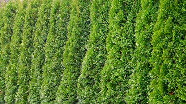 Parkta yeşil ağaçlar satır. Satır mazı ağaçlarının