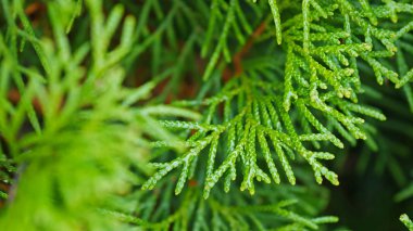 Mazı (bitki) ağaç dalı. parkta yeşil ağaçlar.