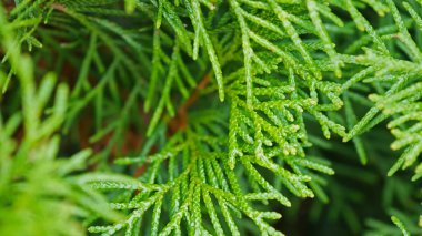 Parkta küçük Mazı Ağaçlar, yeşil ağaçlar. 