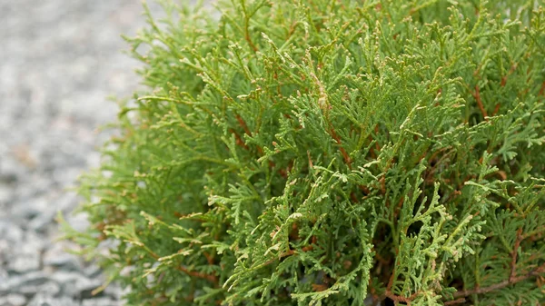 Kleine Thuja Bomen Groene Bomen Het Park — Stockfoto