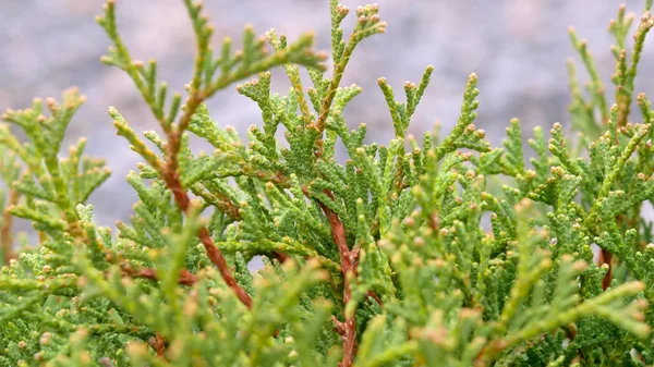 公園には小さな Thuja 緑の木 — ストック写真