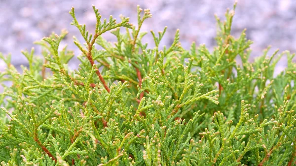 Kleine Thuja Bomen Groene Bomen Het Park — Stockfoto