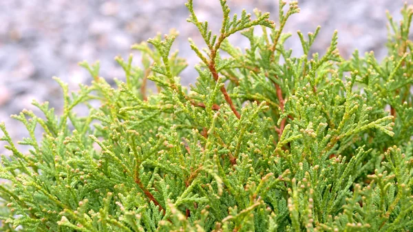 Kleine Thuja Bomen Groene Bomen Het Park — Stockfoto