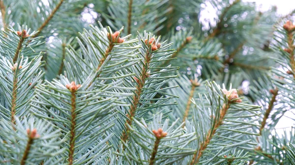 Ramas Color Azul Claro Esbelto Joven Árbol Piel Árbol Año —  Fotos de Stock