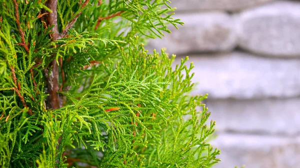 Ramo Árvores Thuja Árvores Verdes Parque — Fotografia de Stock