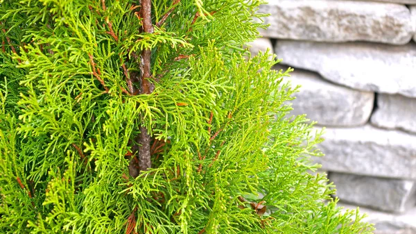 Tak Van Thuja Bomen Groene Bomen Het Park — Stockfoto