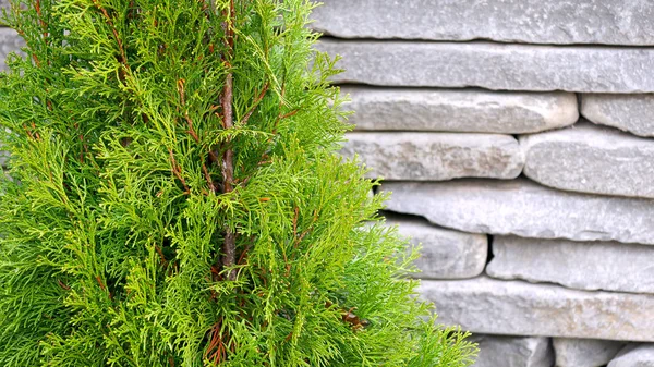 Pequeños Árboles Thuja Árboles Verdes Parque — Foto de Stock