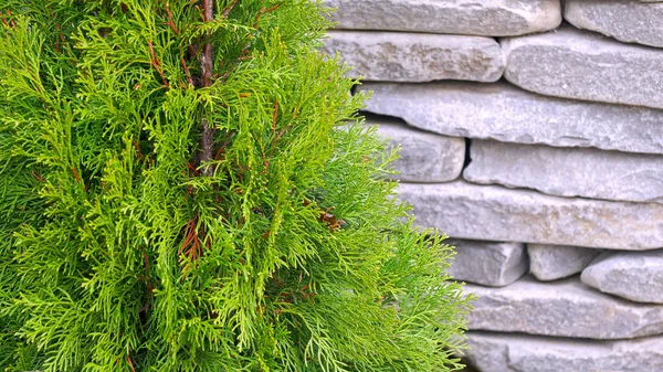 Kleine Thuja Bomen Groene Bomen Het Park — Stockfoto