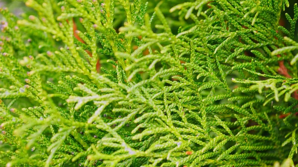 Rama Árboles Thuja Árboles Verdes Parque — Foto de Stock