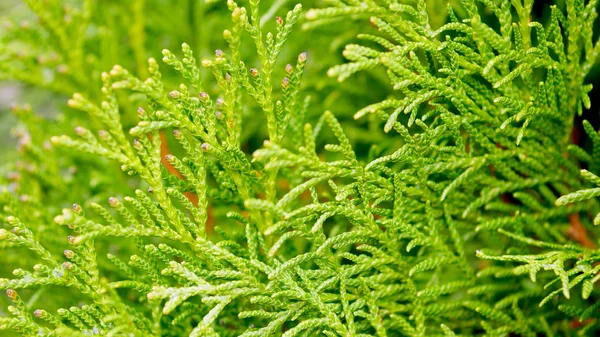 Zweige Von Thuja Bäumen Grüne Bäume Park — Stockfoto