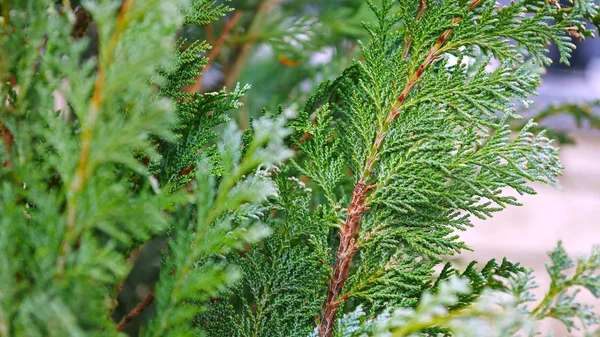 Branche Thuja Arbres Arbres Verts Dans Parc — Photo