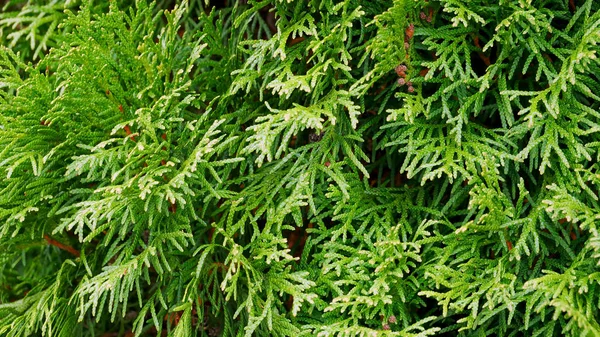 Rama Árboles Thuja Árboles Verdes Parque — Foto de Stock