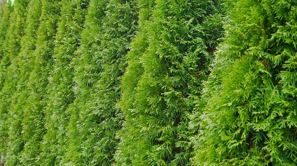 Rij Met Groene Bomen Het Park Rij Van Thuja Bomen — Stockfoto