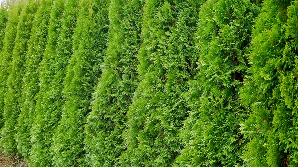 Reihe Grüner Bäume Park Reihe Von Thuja Bäumen — Stockfoto