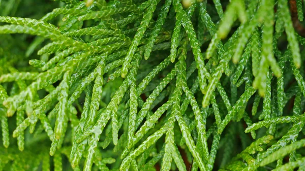 Thuja の木の枝 公園の緑の木々 — ストック写真