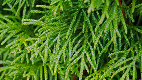 Thuja の木の枝 公園の緑の木々 — ストック写真