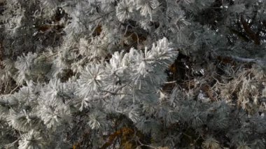 Çamın dalları görünümünü closeup detay frost, 4 k gerçek zamanlı video ile kaplı.