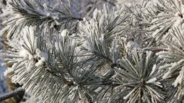 Çamın dalları görünümünü closeup detay frost, 4 k gerçek zamanlı video ile kaplı.