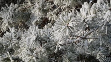 Çamın dalları görünümünü closeup detay frost, 4 k gerçek zamanlı video ile kaplı.