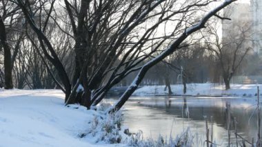 Kış güneşli gün açık havada. City Park yakınındaki nehrin bir kış manzarası. Frost'un dallar üzerinde.