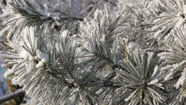 松树分枝特写镜头视图覆盖着白霜 实时视频 — 图库视频影像