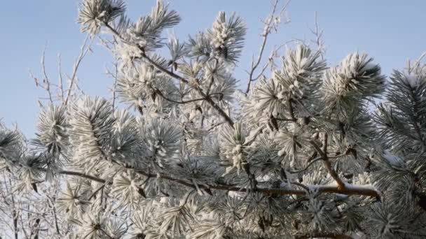 Closeup Άποψη Του Pine Κλαδιά Καλυμμένα Πάχνη Βίντεο Πραγματικό Χρόνο — Αρχείο Βίντεο