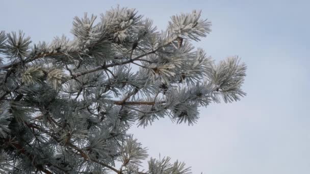 Closeup Άποψη Του Pine Κλαδιά Καλυμμένα Πάχνη Βίντεο Πραγματικό Χρόνο — Αρχείο Βίντεο