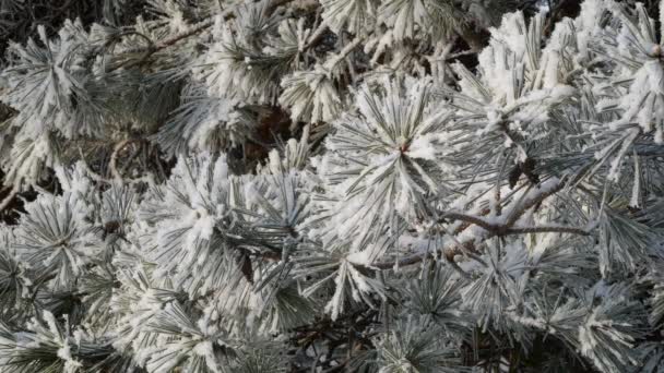 霜の霜 リアルタイム映像で覆われた松の枝のクローズ アップ ビュー — ストック動画