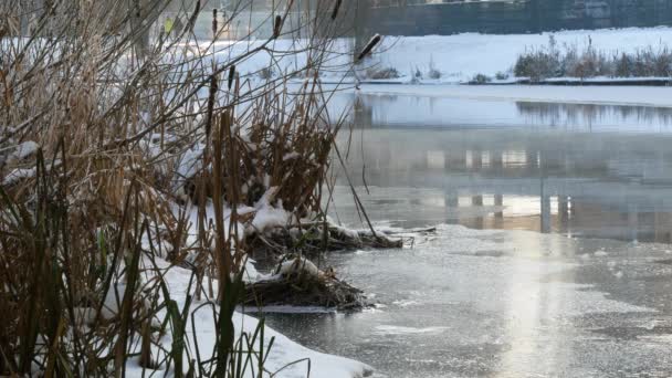 Zimowe Słoneczny Dzień Zewnątrz City Park Pobliżu Rzeki Zimowy Krajobraz — Wideo stockowe