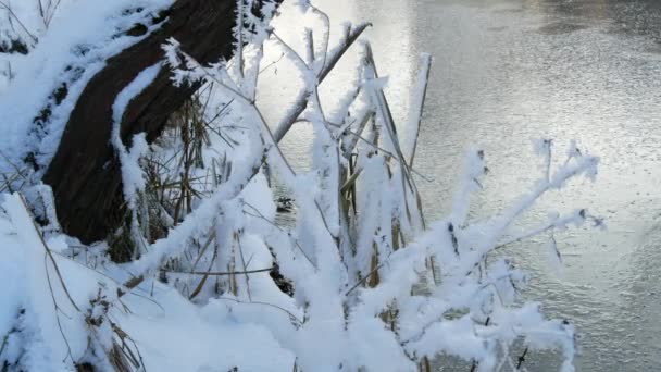 Kış Güneşli Gün Açık Havada City Park Yakınındaki Nehrin Bir — Stok video
