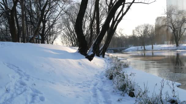 Зима Сонячний День Відкритому Повітрі Тече Річка Взимку Мороз Гілках — стокове відео