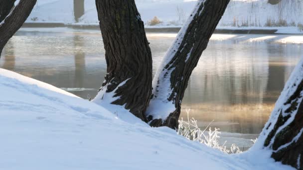 Invierno Día Soleado Aire Libre Fluye Río Invierno Las Heladas — Vídeos de Stock