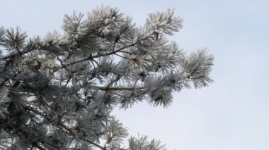 Çamın dalları görünümünü closeup detay frost, 4 k gerçek zamanlı video ile kaplı. Buzlu detay Don tarafından kaplı çam ağacının dal.