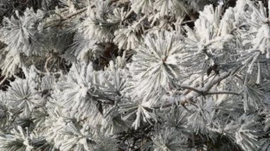 Çamın dalları görünümünü closeup detay frost, 4 k gerçek zamanlı video ile kaplı. Buzlu detay Don tarafından kaplı çam ağacının dal.
