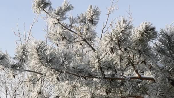 松の枝のクローズ アップ ビューは霜の霜 リアルタイム ビデオで覆われています アイスの霜の霜で覆われて松の木の枝 — ストック動画